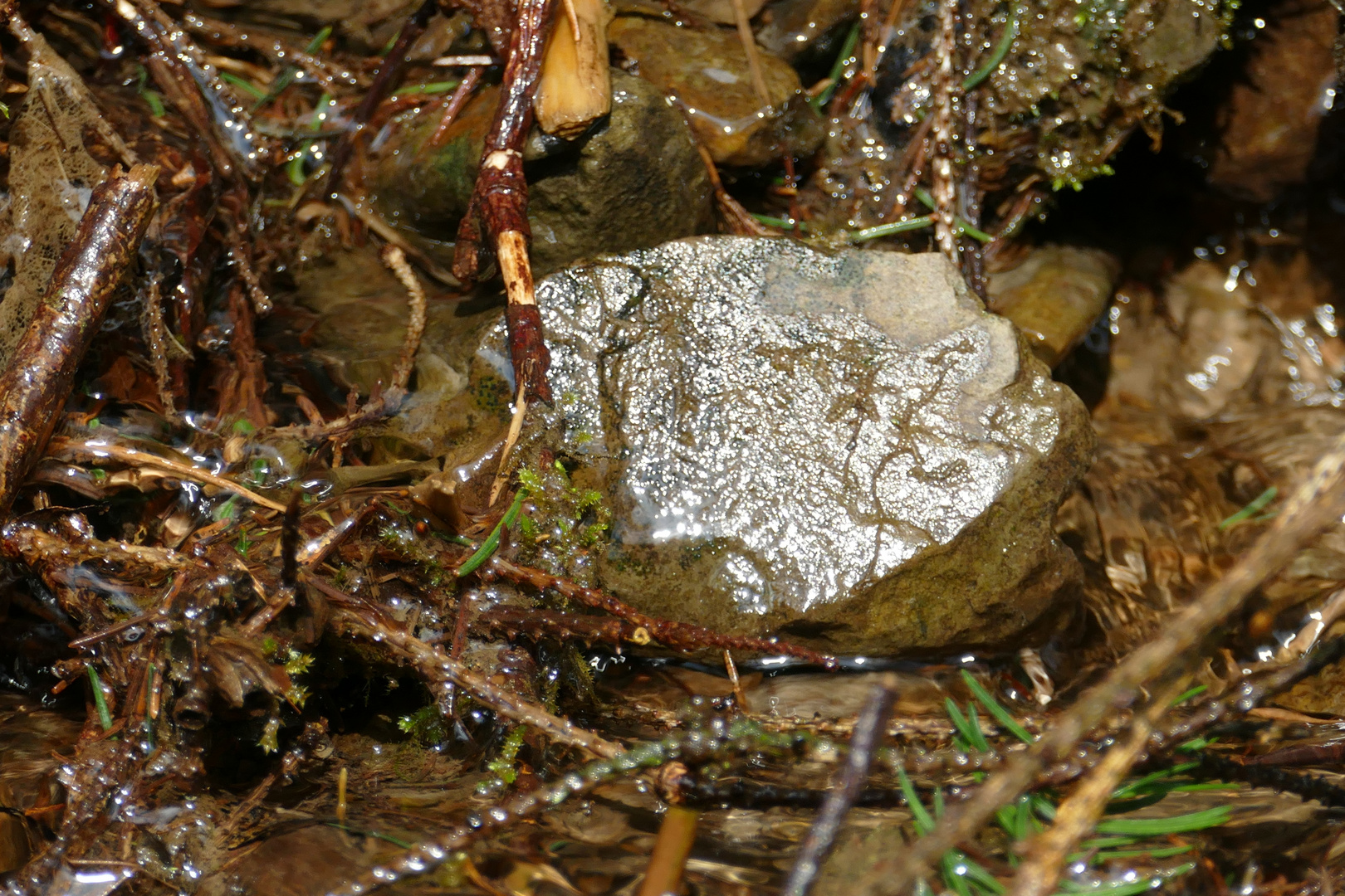 Goldfund im Bach