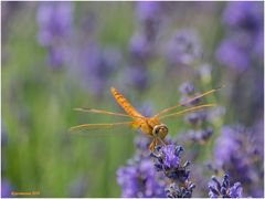 goldgelb auf lavendel.......