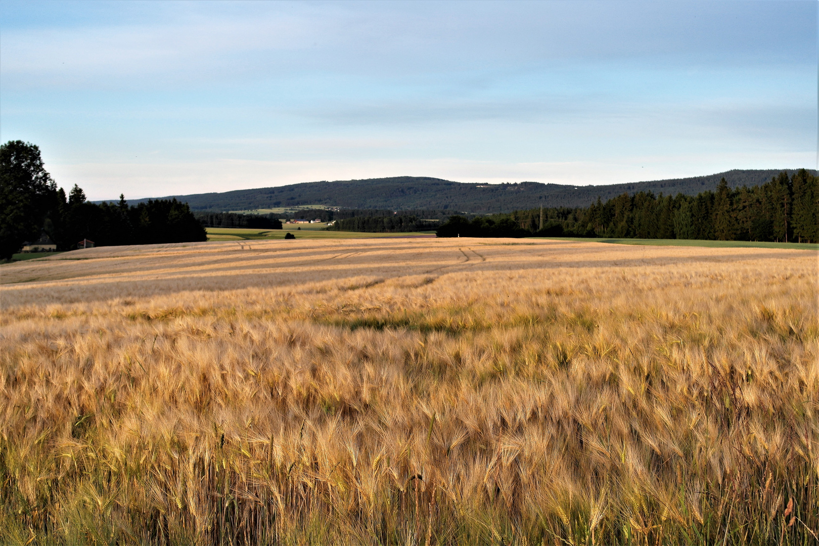 Goldgelb die Gerste unter den Wolkenschatten