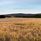 Goldgelb die Gerste unter den Wolkenschatten