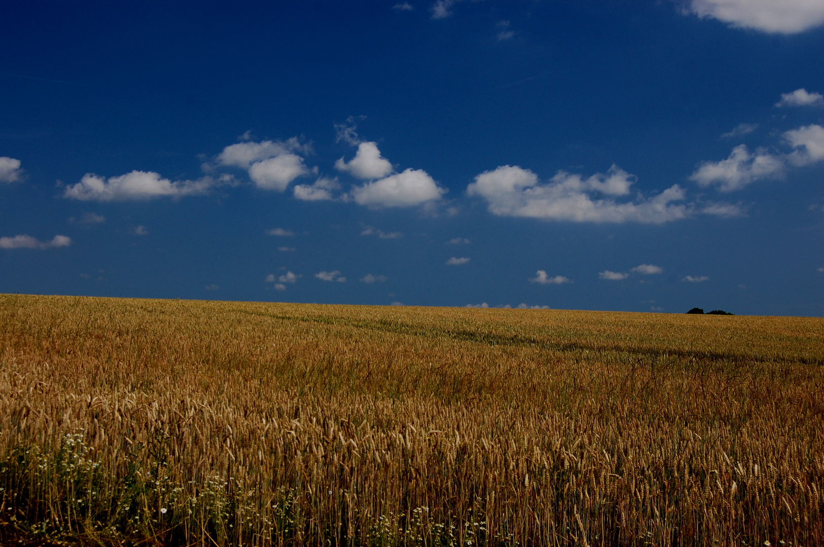 goldgelb und blau