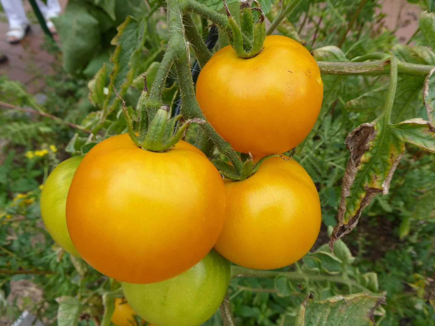 goldgelb und lecker, die goldene Königin