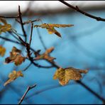 goldgelb vor blau