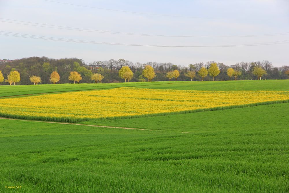 Goldgelbe Landschaft