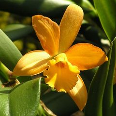 goldgelbe Orchideenblüte