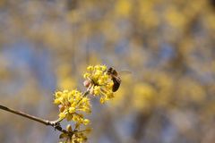 Goldgelbe Pollenhöschen