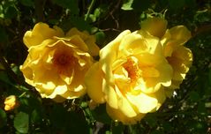 goldgelbe Rose 'Golden Gate'