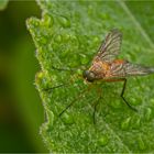 Goldgelbe Schnepfenfliege