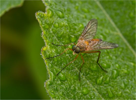 Goldgelbe Schnepfenfliege