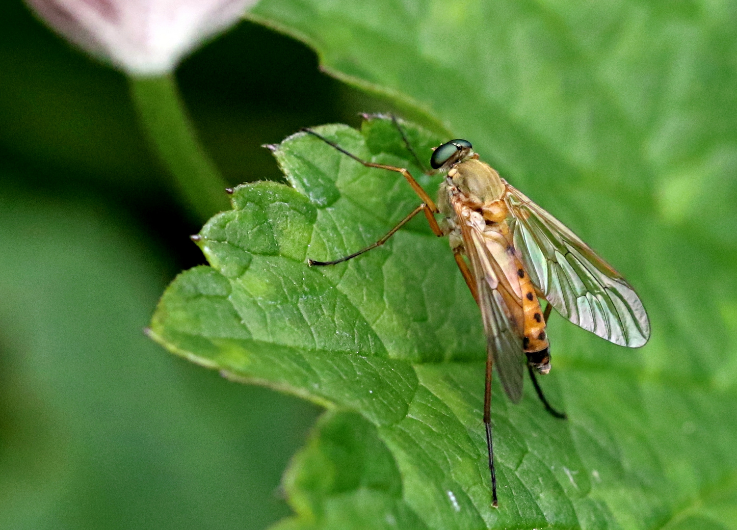 Goldgelbe Schnepfenfliege ...