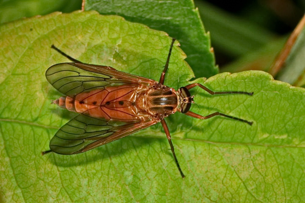 Goldgelbe Schnepfenfliege