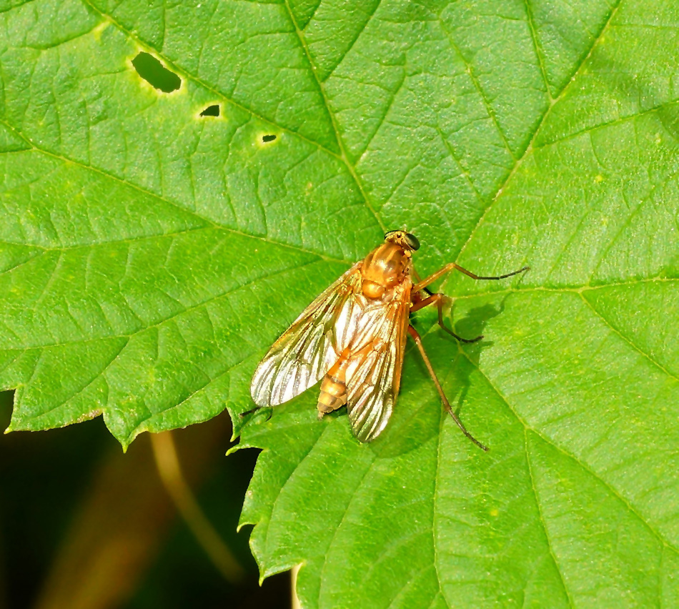 Goldgelbe Schnepfenfliege (Rhagio tringarius)