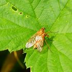 Goldgelbe Schnepfenfliege (Rhagio tringarius)