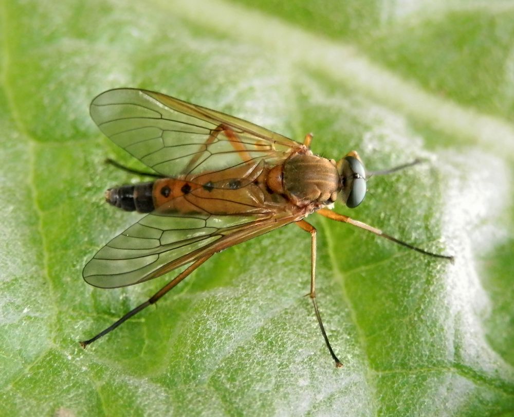 Goldgelbe Schnepfenfliege (Rhagio tringarius)