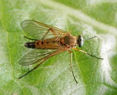 Goldgelbe Schnepfenfliege (Rhagio tringarius)