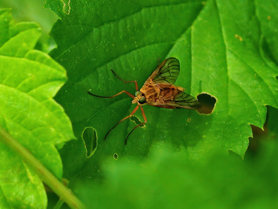 Goldgelbe Schnepfenfliege (Rhagio tringarius)2