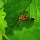 Goldgelbe Schnepfenfliege (Rhagio tringarius)2