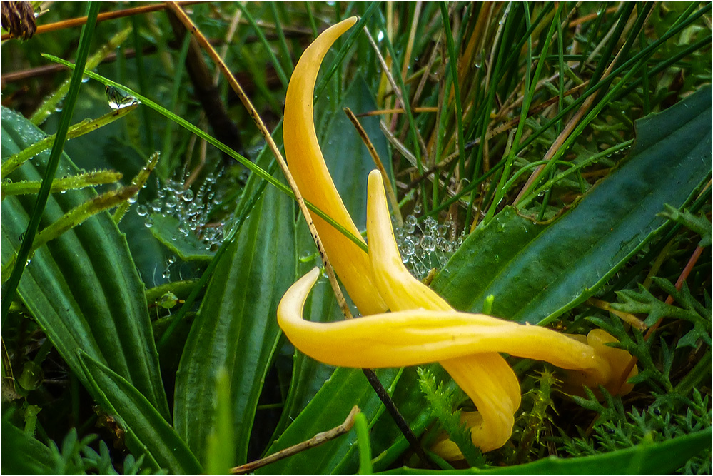 Goldgelbe Wiesenkeule...