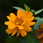 goldgelbe Zinnien