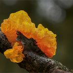 Goldgelbe Zitterling (Tremella mesenterica)