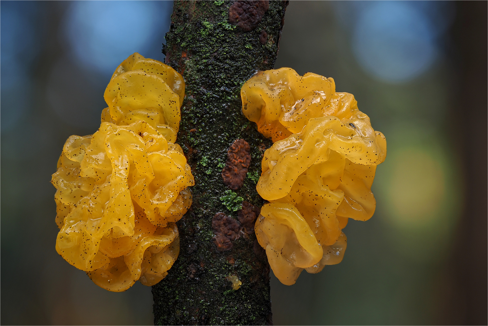 goldgelbe Zitterlinge (Tremella mesenterica)