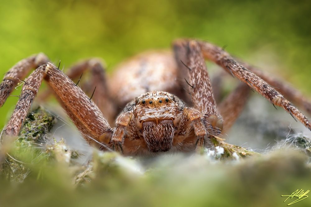 Goldgelber Flachstrecker (Philodromus aureolus)