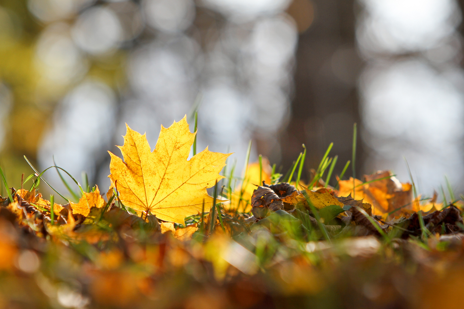 Goldgelber Herbst