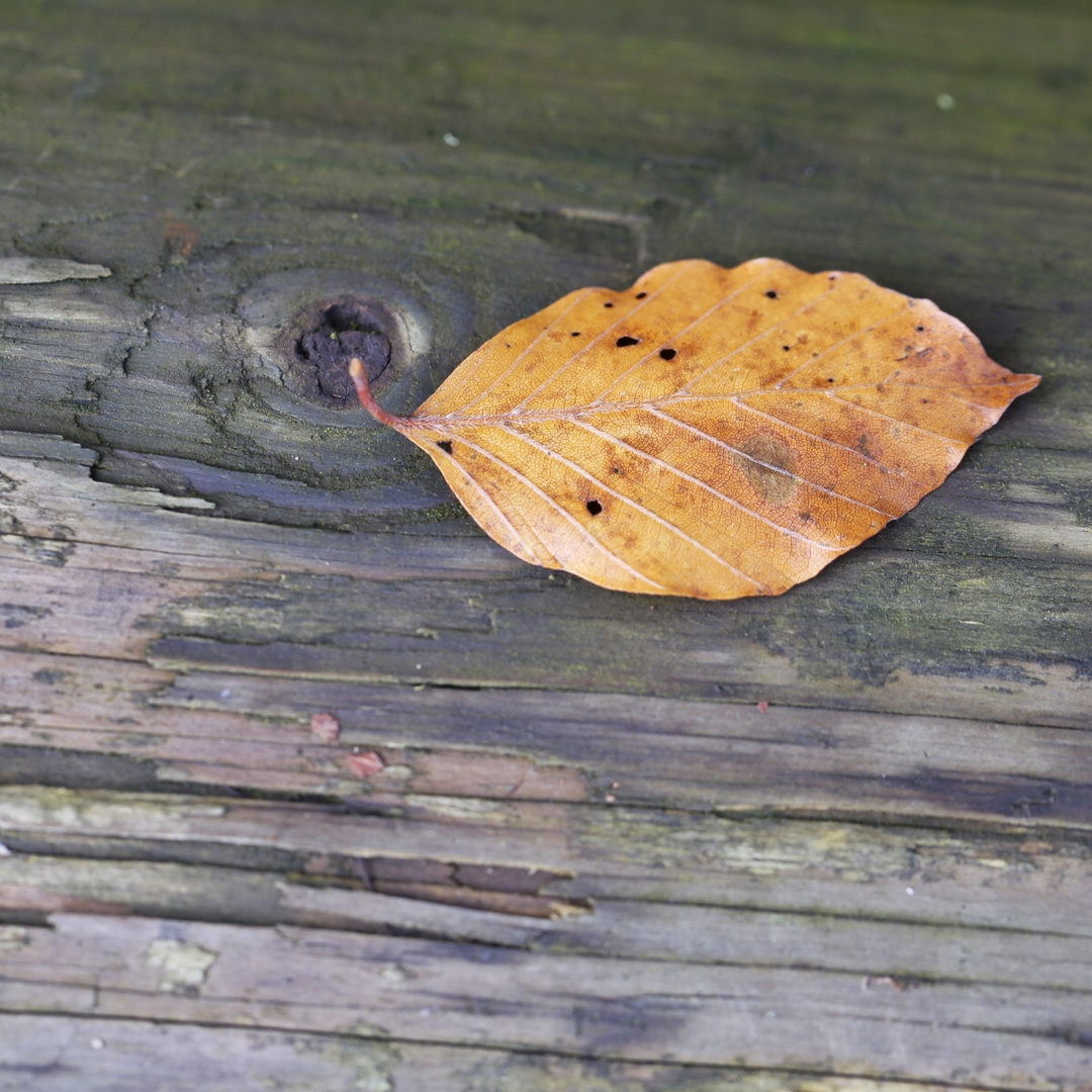 Goldgelber Herbstgruss