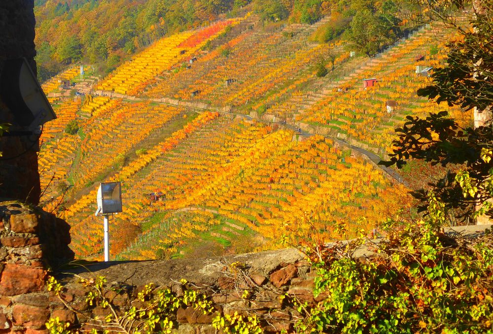 goldgelber Klingenberger Weinberg