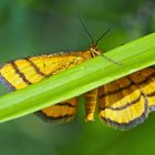 Goldgelber Magerrasen-Zwergspanner (Idaea aureolaria), Bild 1 (von unten) - L'Acidalie des alpages.