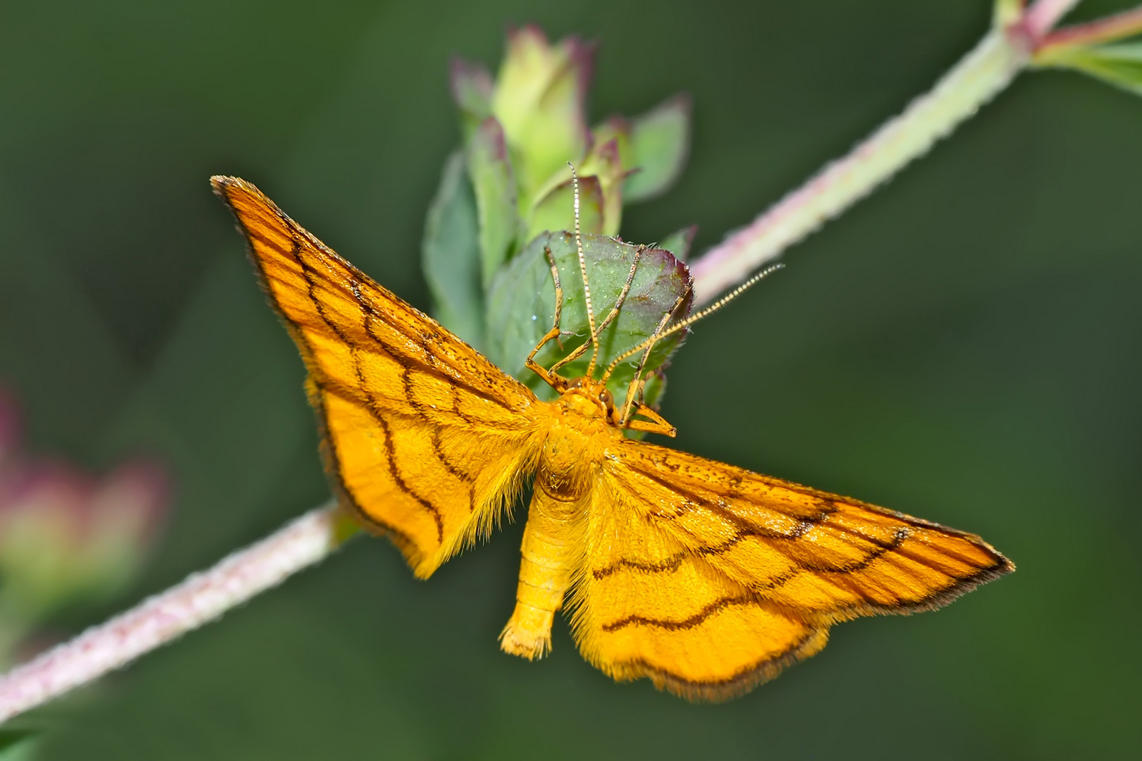 Goldgelber Magerrasen-Zwergspanner (Idaea aureolaria), Bild 2 (von oben) - L'Acidalie des alpages.