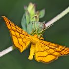 Goldgelber Magerrasen-Zwergspanner (Idaea aureolaria), Bild 2 (von oben) - L'Acidalie des alpages.