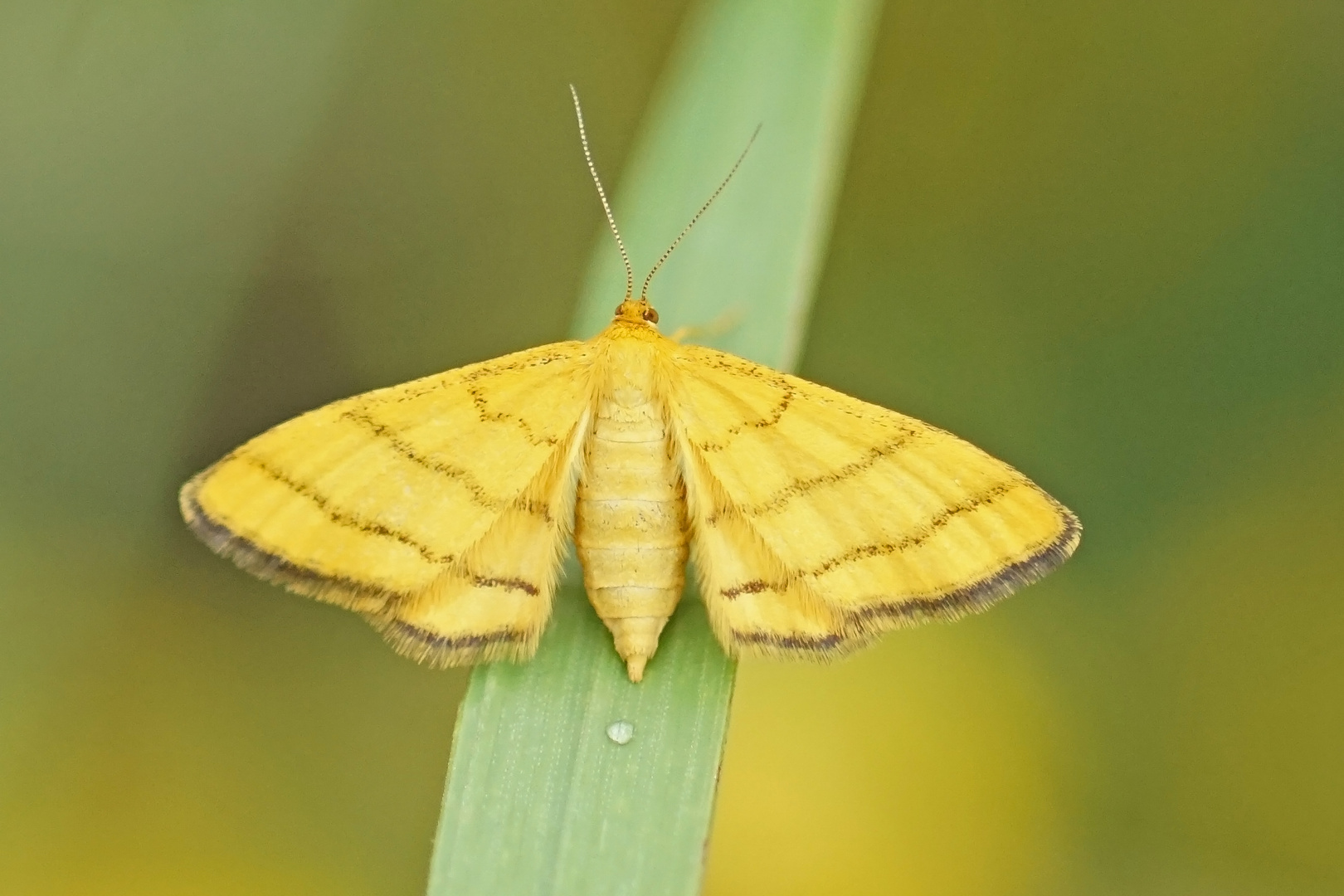 Goldgelber Magerrasen-Zwergspanner (Idaea aureolaria), Weibchen