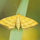 Goldgelber Magerrasen-Zwergspanner (Idaea aureolaria), Weibchen