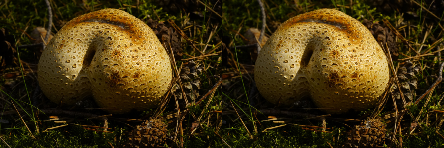  goldgelber Pseudo-Semmelpilz (3D-X-View)