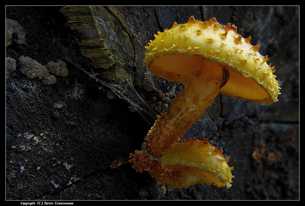 Goldgelber sparriger Schüppling (Pholiota squarrosa) - Shaggy scalycap