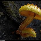 Goldgelber sparriger Schüppling (Pholiota squarrosa) - Shaggy scalycap