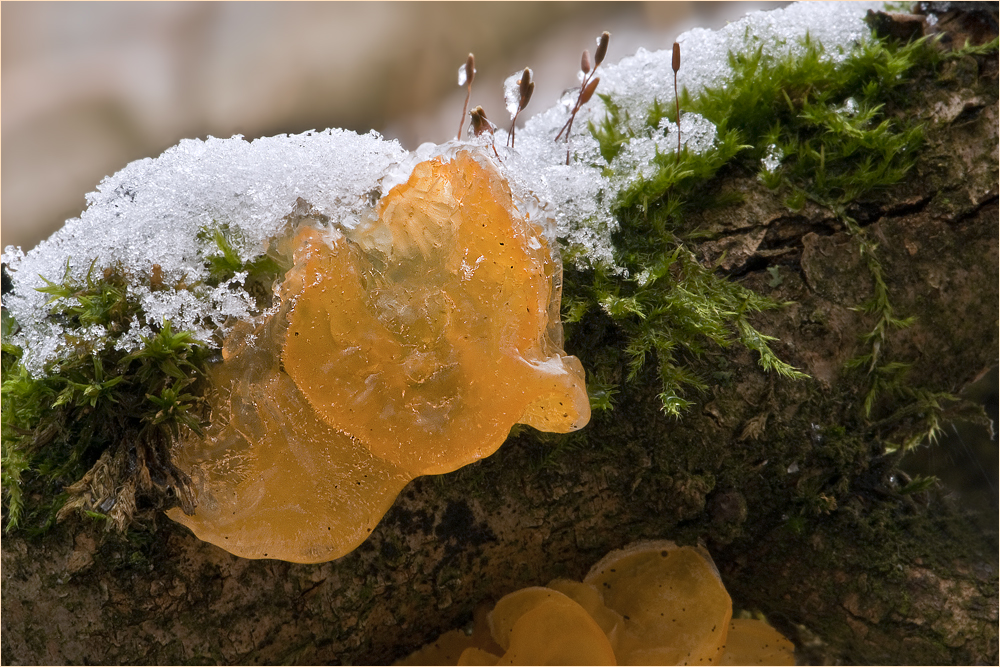 Goldgelber Zitterling im Winter