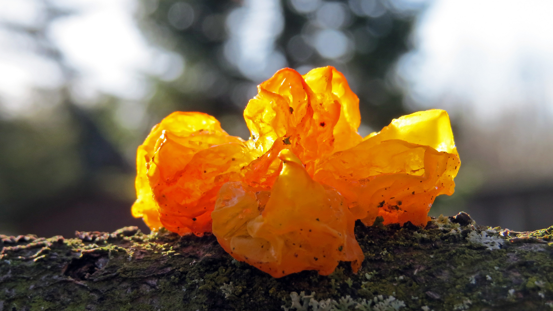 Goldgelber Zitterling (Tremella mesenterica)