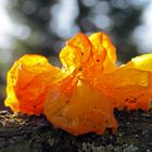 Goldgelber Zitterling (Tremella mesenterica)