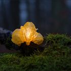 Goldgelber Zitterling (Tremella mesenterica)