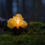 Goldgelber Zitterling (Tremella mesenterica)