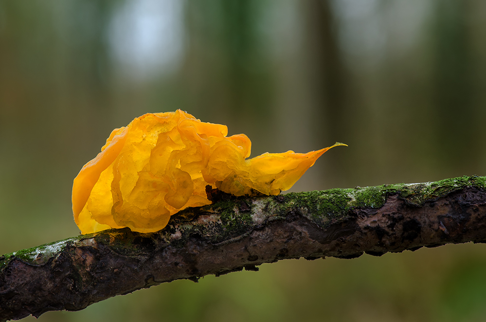 Goldgelber Zitterling (Tremella mesenterica)