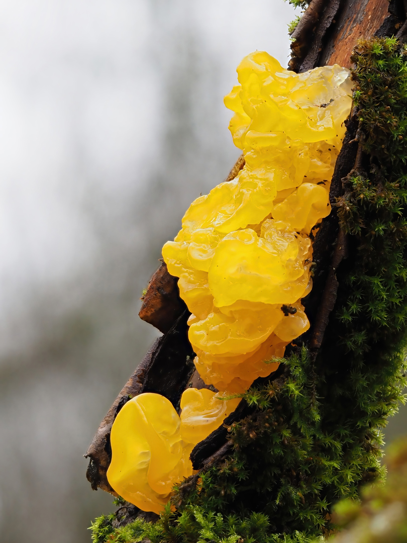 Goldgelber Zitterling (Tremella mesenterica)