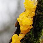 Goldgelber Zitterling (Tremella mesenterica)