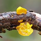 Goldgelber Zitterling (Tremella mesenterica)