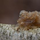 Goldgelber Zitterling ( Tremella mesenterica)