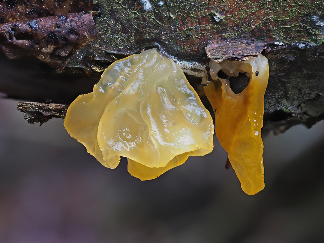 Goldgelber Zitterling (Tremella mesenterica)