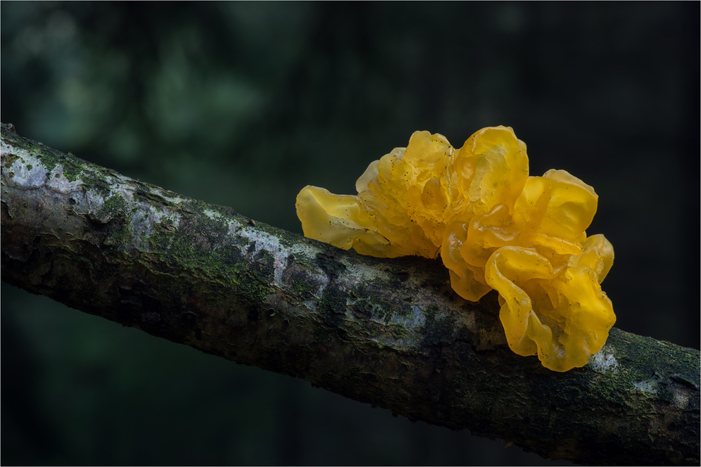 Goldgelber Zitterling (Tremella mesenterica)