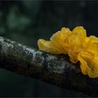 Goldgelber Zitterling (Tremella mesenterica)